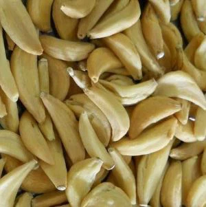 Dehydrierte Knoblauchzehen